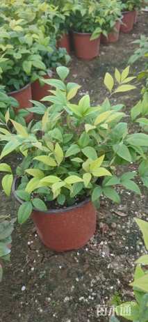 高度26厘米火焰南天竹