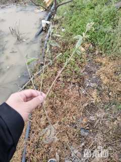 高度30厘米银姬小蜡