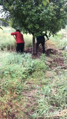 16公分红叶石楠