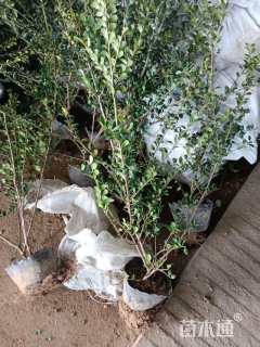 高度50厘米龟甲冬青小苗