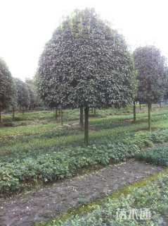12公分桂花