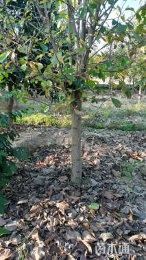 14公分垂丝海棠