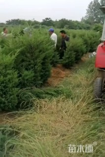 高度90厘米蜀桧