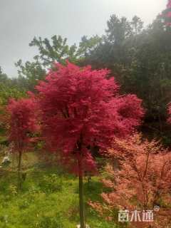 10公分中华红枫