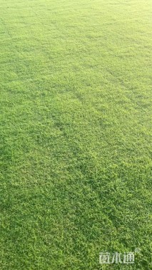 草卷状百慕大草