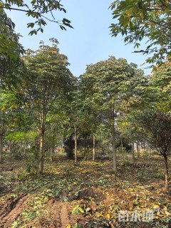 12公分七叶树