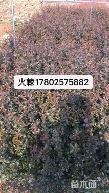 高度40厘米火棘