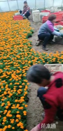 高度30厘米孔雀草