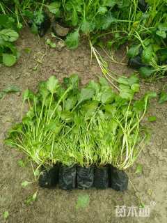 高度10厘米大滨菊