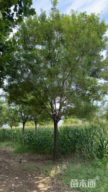 22公分国槐