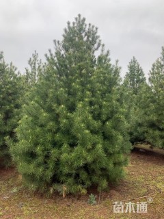 高度150厘米白皮松