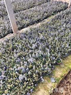 高度10厘米筋骨草