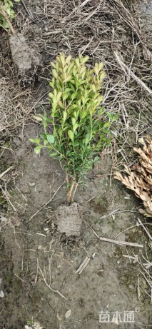 高度40厘米瓜子黄杨小苗