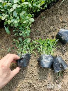 高度10厘米美丽月见草