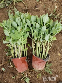 高度22厘米八宝景天