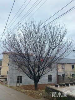 32公分日本晚樱