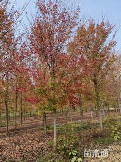 15公分美国红枫