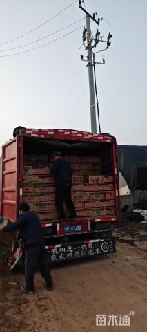 高度30厘米半边莲