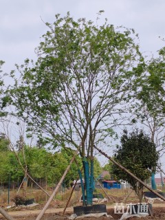 55公分丛生朴树