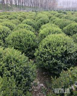 冠幅150厘米瓜子黄杨球