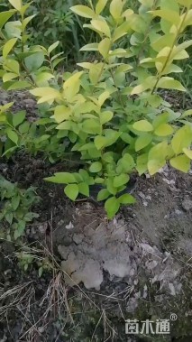 高度35厘米金叶女贞小苗