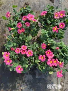 高度15厘米红花酢浆草