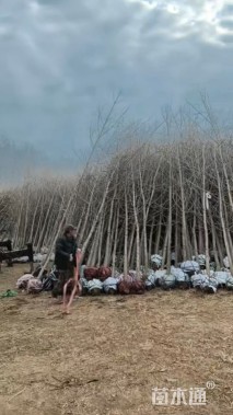 5公分银杏