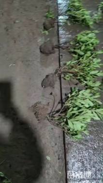 高度35厘米毛鹃