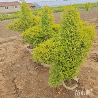 5公分造型亮晶女贞