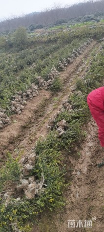 高度40厘米龟甲冬青小苗