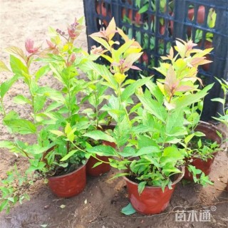 高度35厘米金焰绣线菊