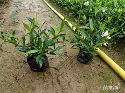 高度20厘米小叶栀子