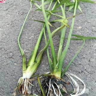 高度40厘米优质慈姑基地