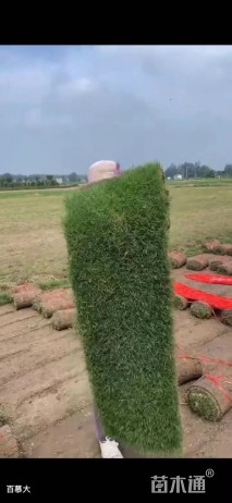 高度10厘米青绿苔草