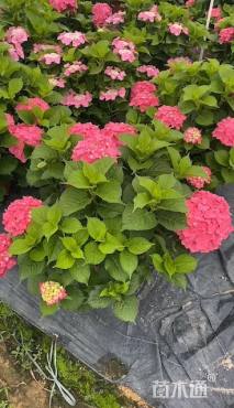 高度25厘米八仙花