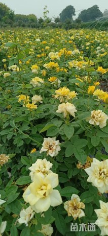 高度50厘米大花月季