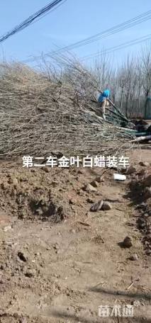9公分金叶白蜡