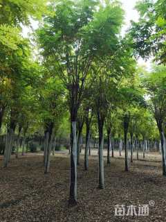 13公分香花槐