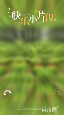 高度20厘米柳叶马鞭草