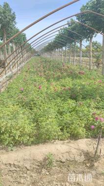 高度30厘米玫瑰