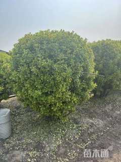 冠幅100厘米金边黄杨球