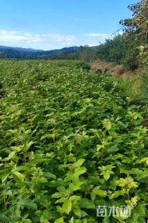 高度70厘米枫香小苗