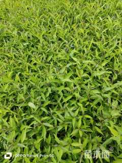 高度15厘米鸳鸯茉莉