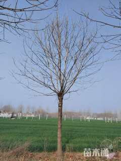 16公分秋紫白蜡