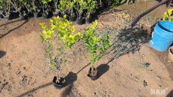 高度35厘米金叶女贞