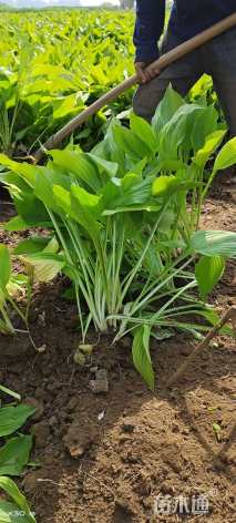 高度25厘米紫花玉簪