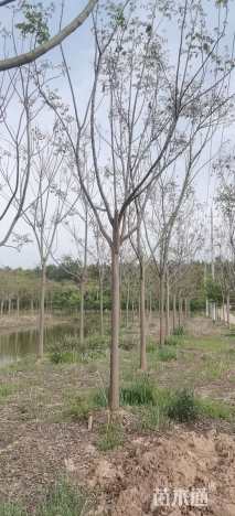 10公分栾树