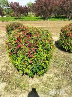 高度120厘米锦带