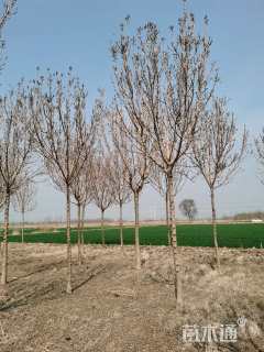 12公分金枝白蜡