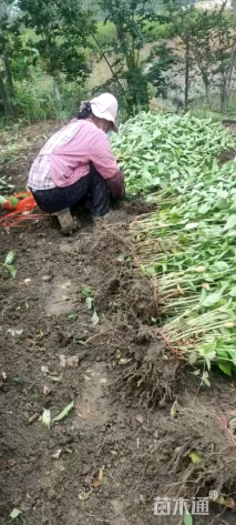 高度50厘米红王子锦带